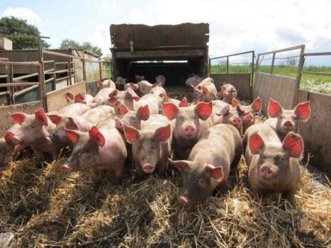 The Pig Idea ensures unwanted food waste is well used