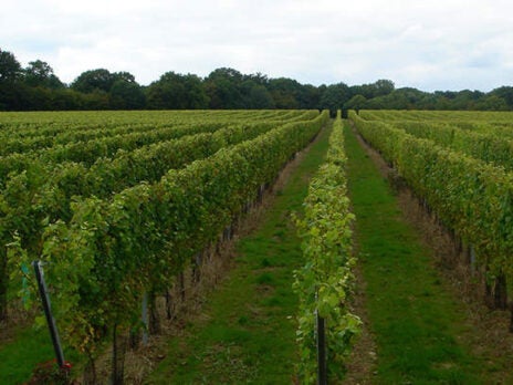 Gusbourne Estate puts sparkling wine on the map in Britain
