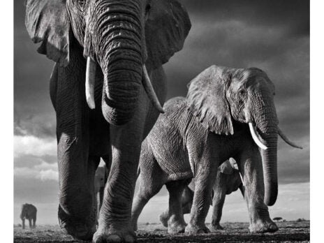 David Yarrow on growing his hedge fund and shooting the animals and people of Africa - as a photographer