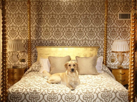 A Dog's Life: West London's Pampered Pooches