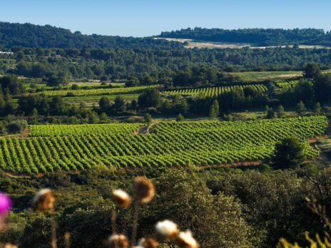 How to buy a vineyard (without the hangover)