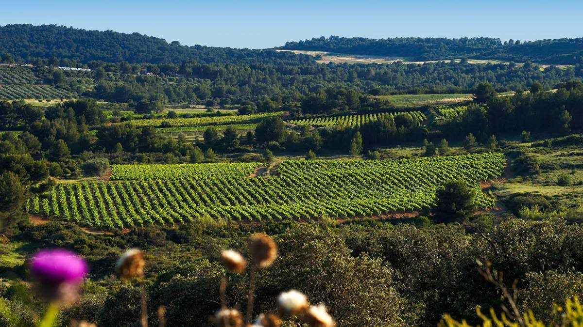 How to buy a vineyard (without the hangover)