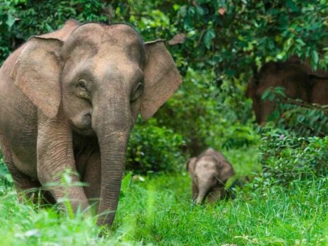 The late Mark Shand’s conservation charity is helping communities (and elephants)