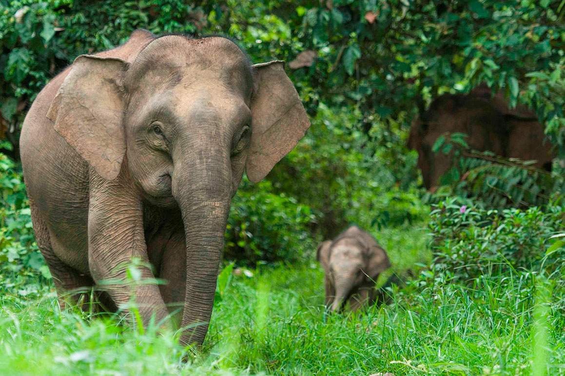 The late Mark Shand’s conservation charity is helping communities (and elephants) The late Mark Shand’s conservation charity is helping communities (and elephants)