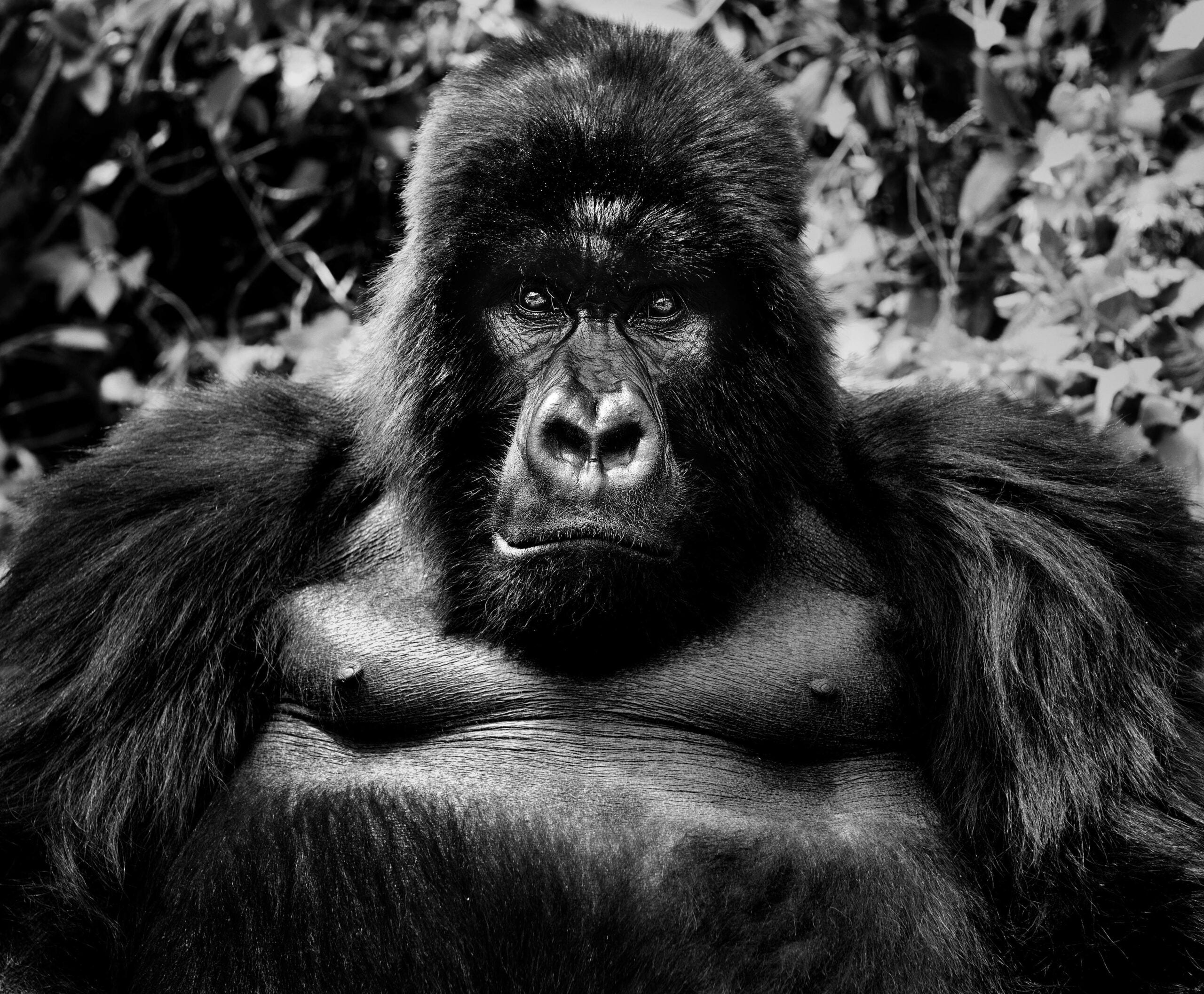 David Yarrow, the 'rock star' of photography, launches Wild Encounters David Yarrow, the 'rock star' of photography, launches Wild Encounters