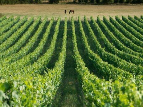 New wine abounds in the Garden of England