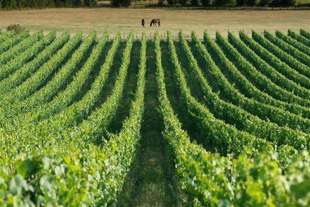 New wine abounds in the Garden of England