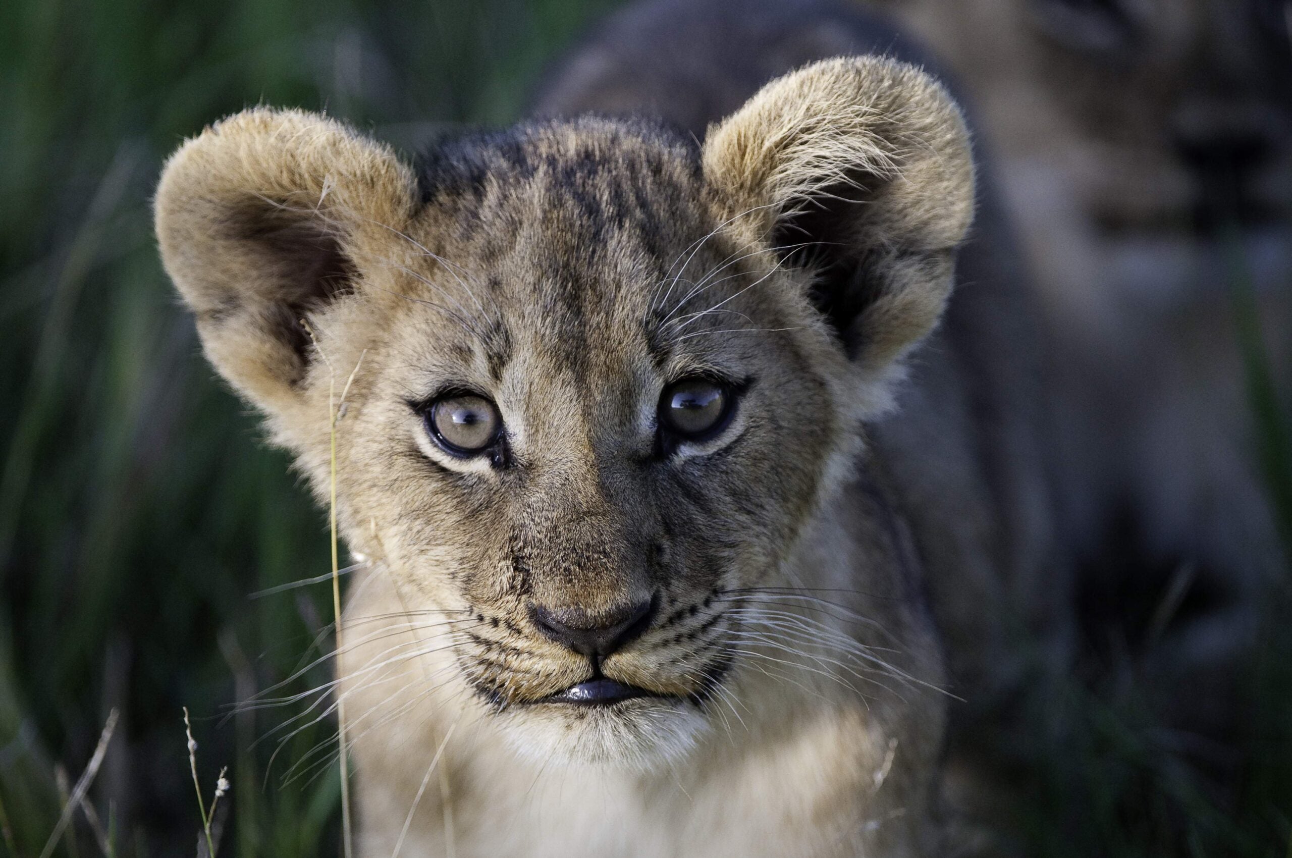Game overload: why Mombo Camp is paradise for Botswana's wildlife