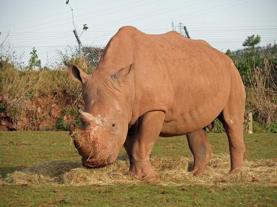 High price of rhino horn leaves bloody trail across the globe, Illegal  wildlife trade