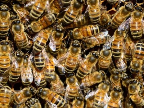 Who owns the bees? An expert lawyer enters the honeytrap