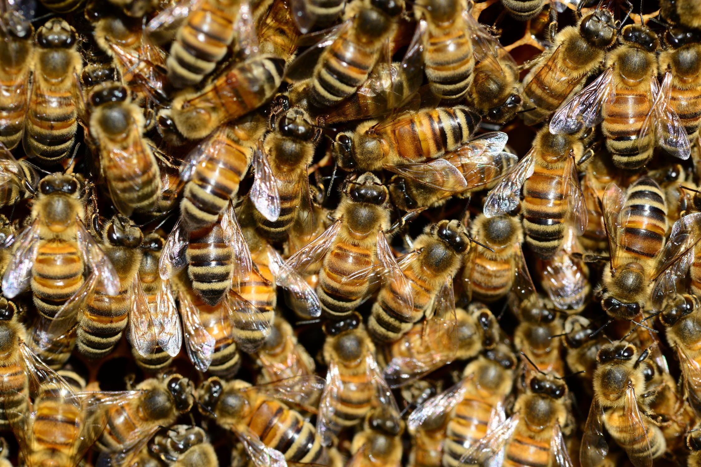 Who owns the bees? An expert lawyer enters the honeytrap