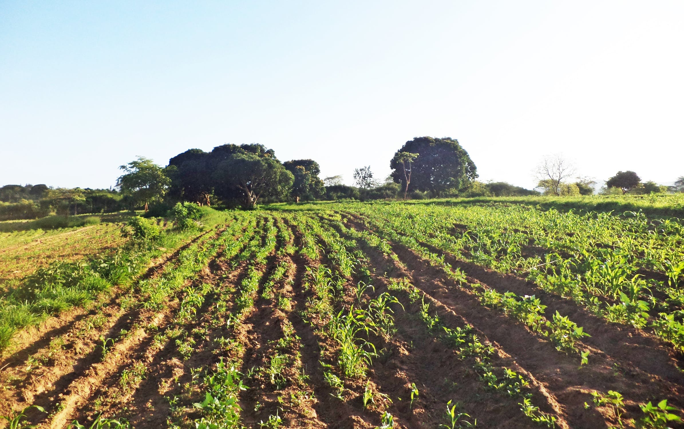 The curious case of the 'cowshed Cinderella' and what it tells about farming succession