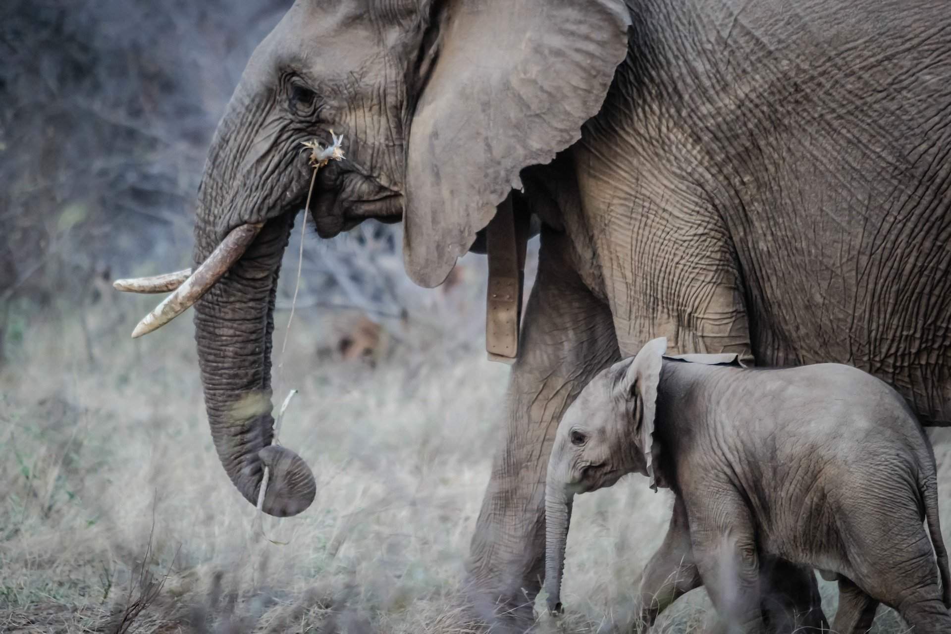 Conservation is not just about preserving wildlife Conservation is not just about preserving wildlife