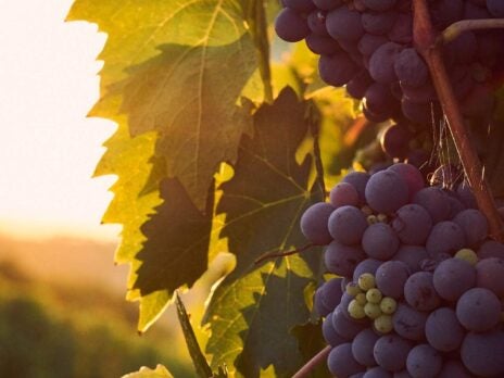This Silicon Valley vineyard owner says Covid-19 will lead to big changes in wine