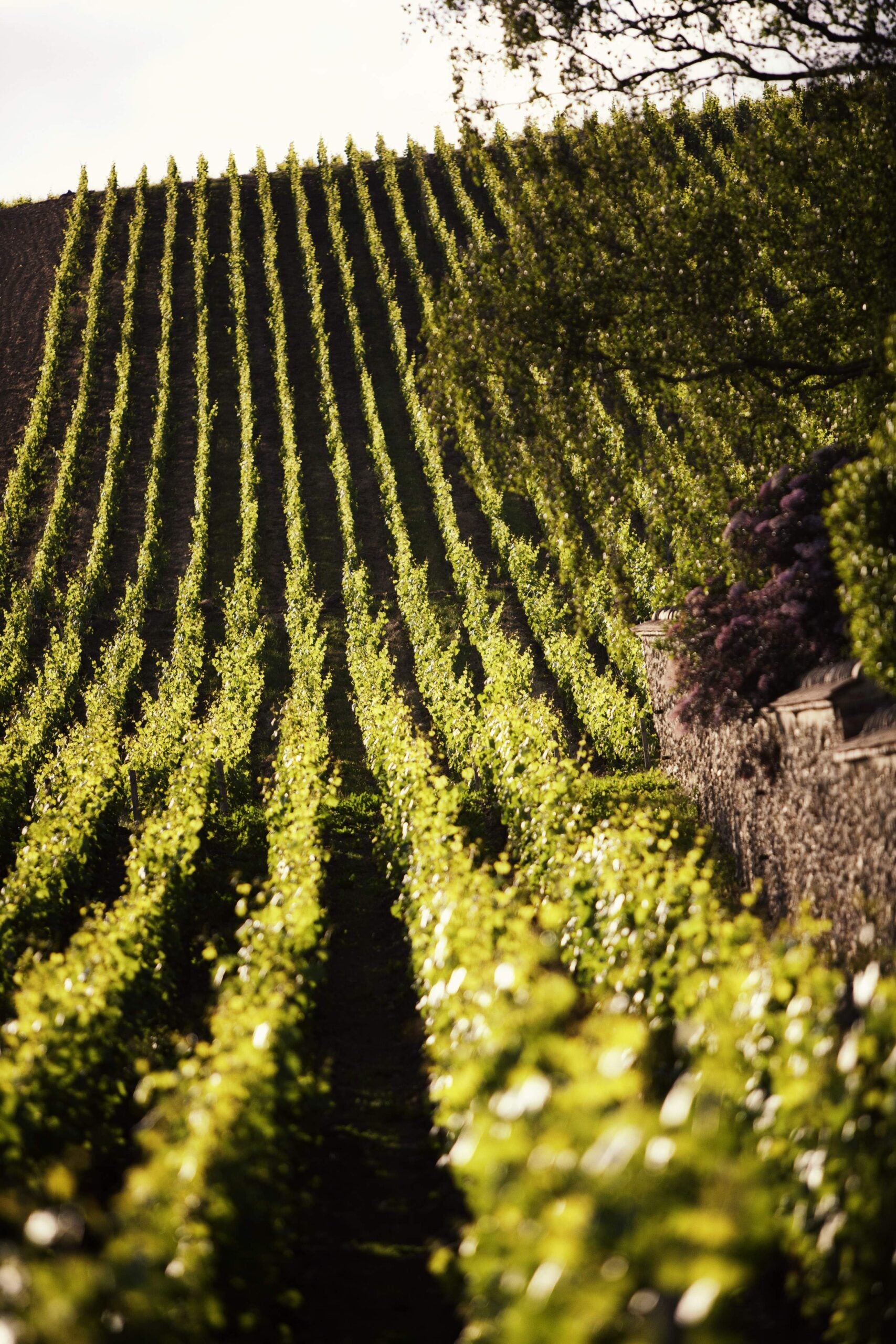 'The special occasion should be when you open one' - The best prestige Champagne for drinking now 'The special occasion should be when you open one' - The best prestige Champagne for drinking now