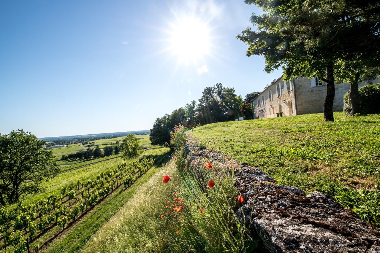 Grape expectations: Château Quintus's truly remarkable wine Grape expectations: Château Quintus's truly remarkable wine