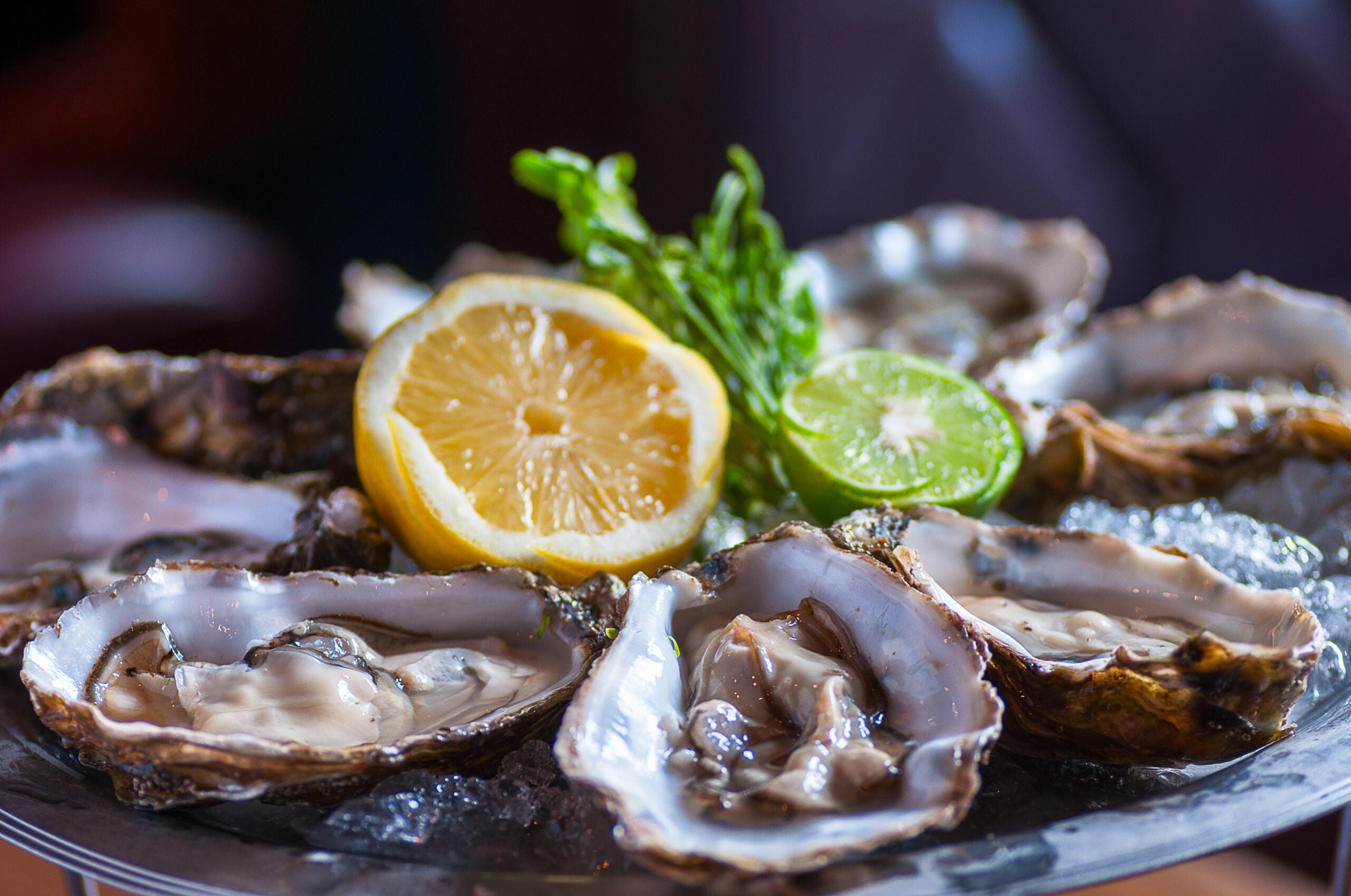 Restoring native oyster habitats could be key to reversing decades of marine life depredation