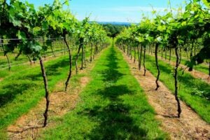 wine sussex vineyard investment