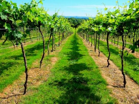 Investment in UK wine-growing land grows in popularity with HNWs