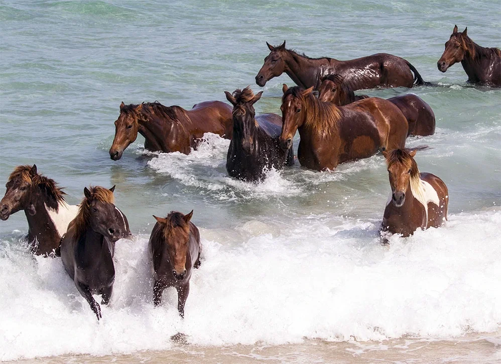 Horses swimming at NIHI