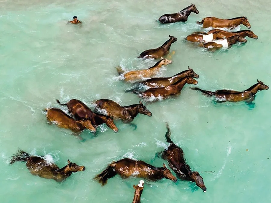 Horses swimming at NIHI