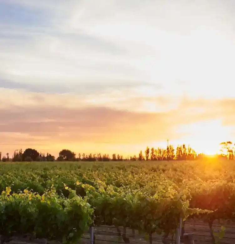 A sunset in Coonawarra, one of the most sought after wine regions