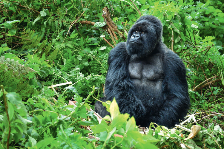 Silverback gorilla from the Kwisanga family, native to Rwanda / Image: Shutterstock