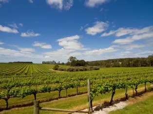 Discovering the sublime wines of Margaret River