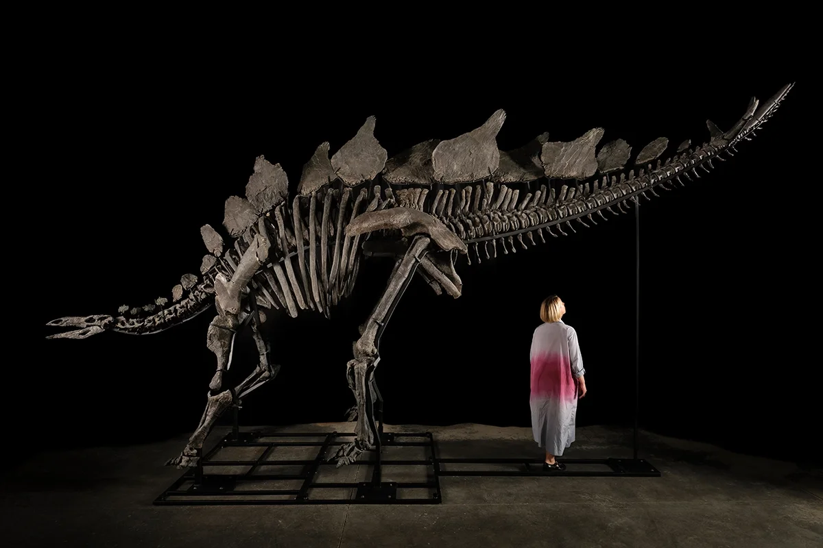 Stegosaurus expected to fetch $6 million in Sotheby's auction