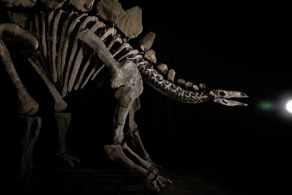 The stegosaurus specimen to be auctioned by Sotheby's