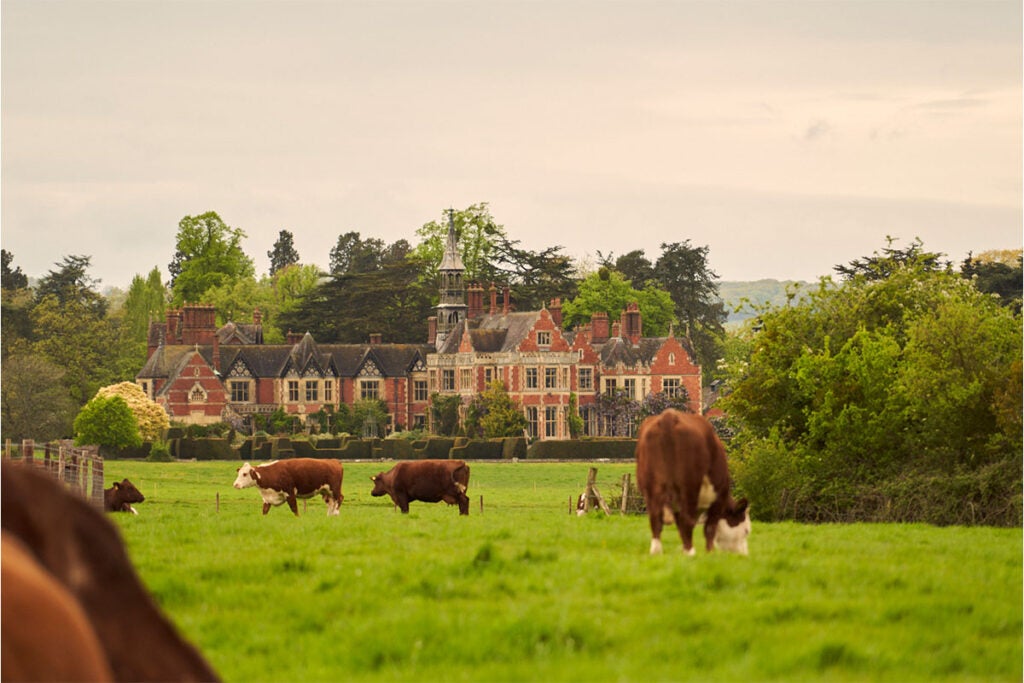 Cows grazing with Madresfield Court in the background