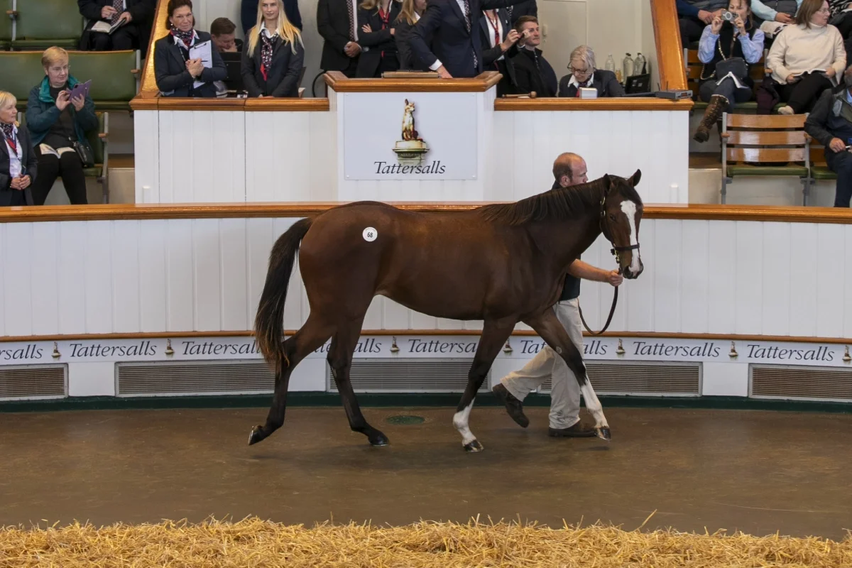 Big things are happening in the wild world of yearling sales