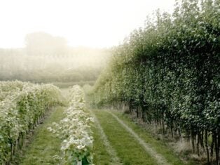 The South East bubble: What brought Champagne Taittinger to Kent