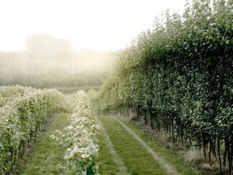 The South East bubble: what brought Champagne Taittinger to Kent