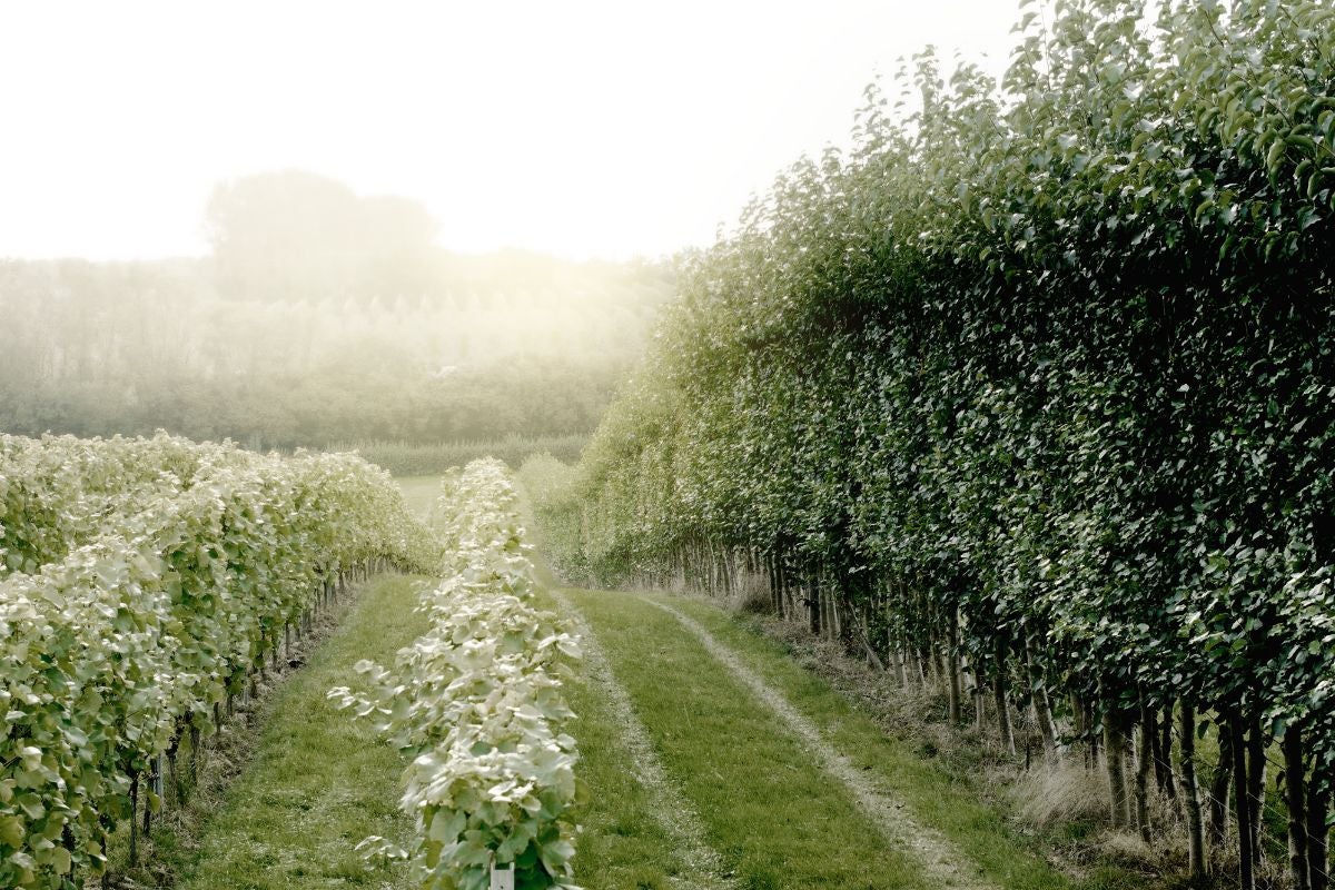 The South East bubble: What brought Champagne Taittinger to Kent The South East bubble: What brought Champagne Taittinger to Kent