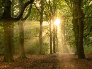Eight reasons to invest in forestry