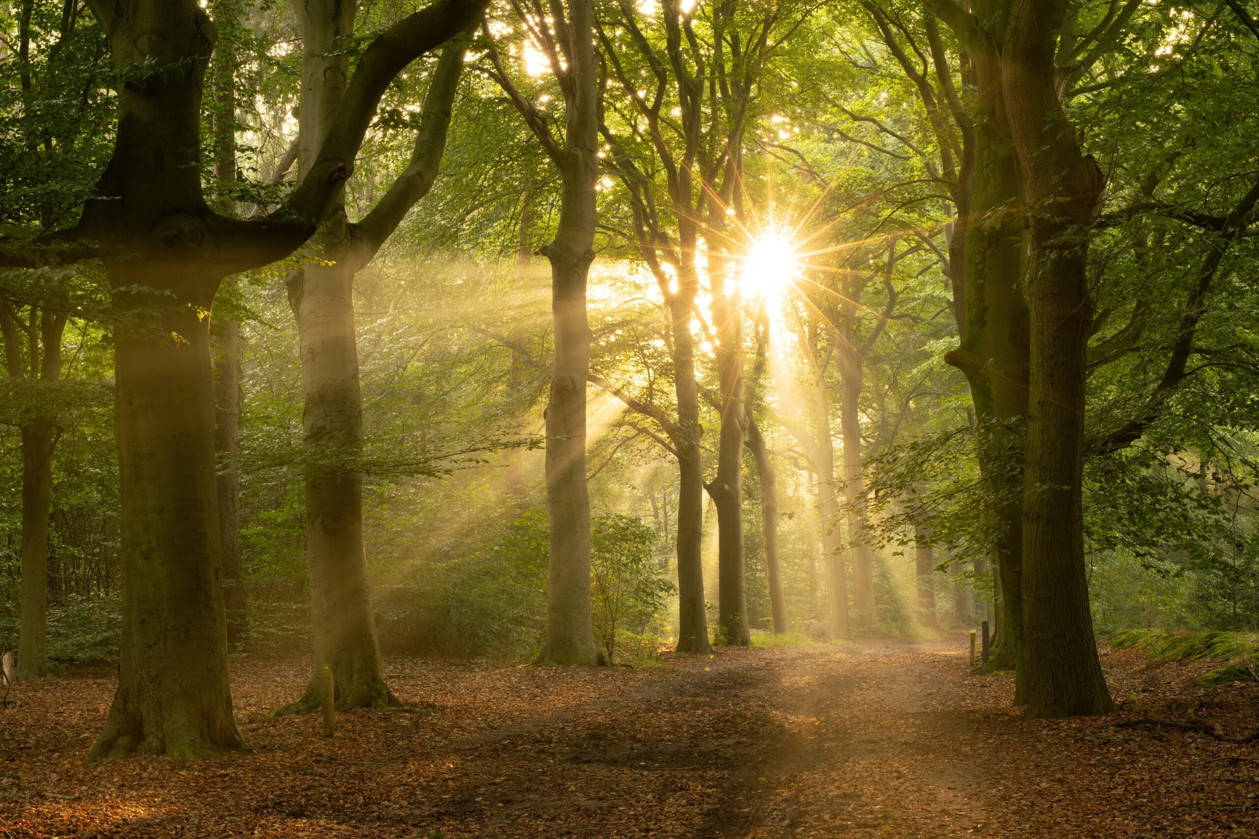 Eight reasons to invest in forestry Eight reasons to invest in forestry