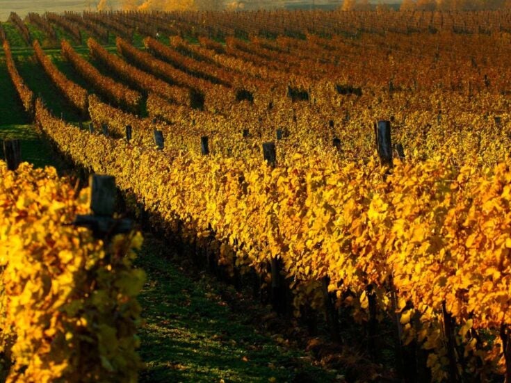 Tokaji wine