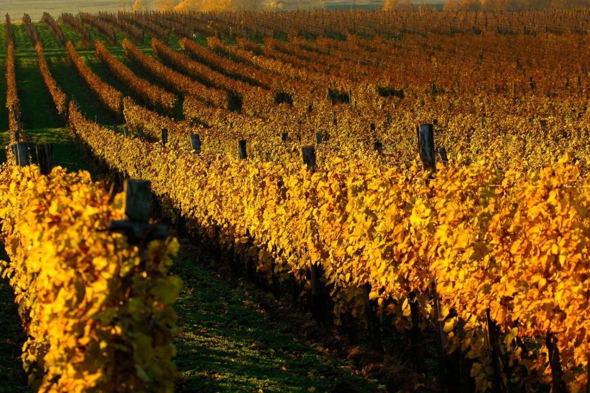 The magical qualities of Tokaji wine The magical qualities of Tokaji wine
