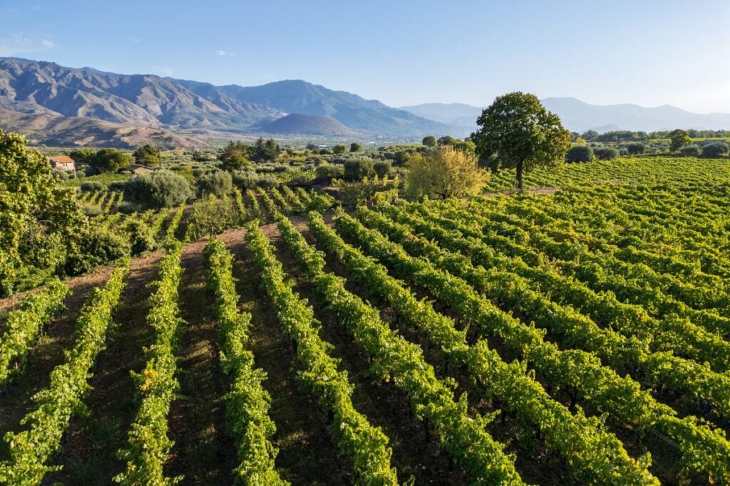 Vineyards